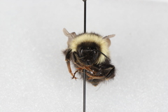 Bombus rufocinctus