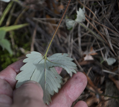 Fragaria × ananassa