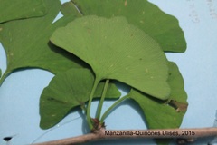 Ginkgo biloba
