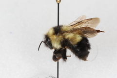 Bombus rufocinctus