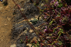 Liolaemus zapallarensis