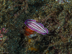 Prostheceraeus roseus