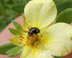 Brachiacantha ursina