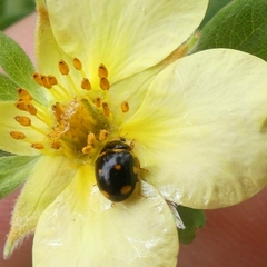Brachiacantha ursina