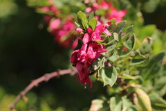 Fuchsia lycioides