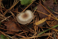Clitocybe metachroa