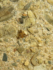 Trichacantha atranupta