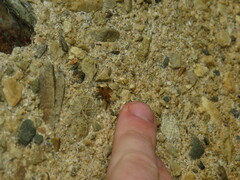 Trichacantha atranupta