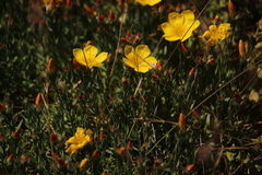 Linum macraei