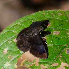 Iliana purpurascens