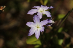 Leucocoryne ixioides