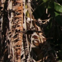 Bambusicola sonorivox