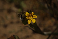 Sisyrinchium graminifolium