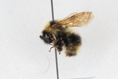Bombus flavidus