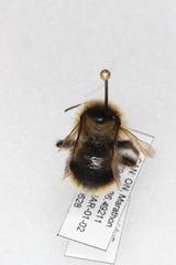 Bombus flavidus