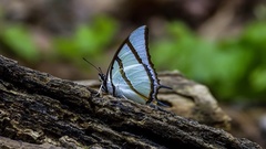 Polyura