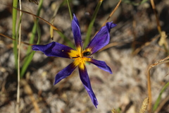 Calydorea xiphioides