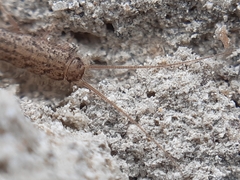 Ctenolepisma