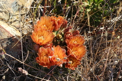 Eriosyce curvispina mutabilis
