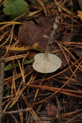 Clitocybe metachroa