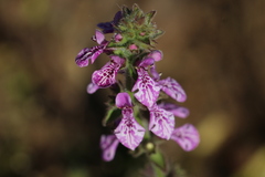 Stachys grandidentata