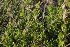 Myrceugenia rufa