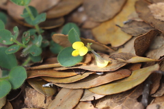 Crotalaria ferruginea