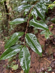 Eugenia pseudopsidium