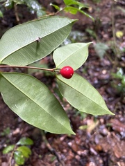 Eugenia pseudopsidium