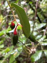 Nectandra patens