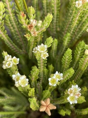 Diosma oppositifolia