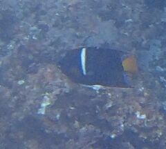 Holacanthus passer