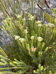 Diosma oppositifolia