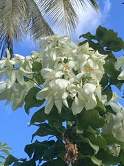 Mussaenda philippica