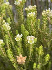 Diosma oppositifolia