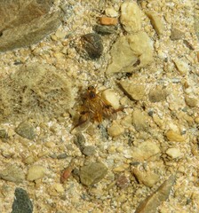 Trichacantha atranupta