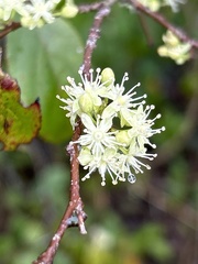 Casearia decandra