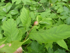 Contarinia negundinis