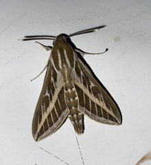 Hyles livornica
