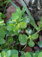 Podosphaera euphorbiae