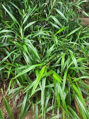 Dianella ensifolia