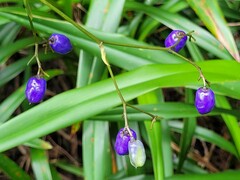 Dianella ensifolia