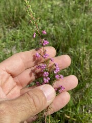 Erica gracilis