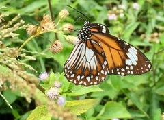 Danaus affinis malayana