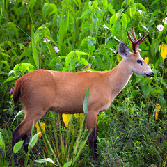 Blastocerus dichotomus