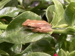 Litoria adelaidensis