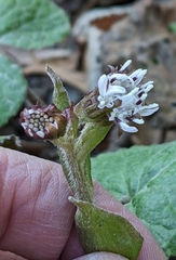 Petasites pyrenaicus