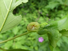 Contarinia negundinis