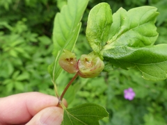 Contarinia negundinis