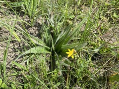 Hypoxis